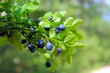 Organic Apoteke : Eye Cream with Bilberry